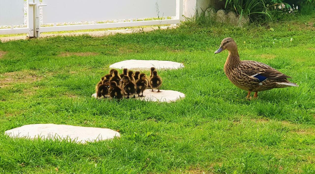 Hotel Beau Rivage Nogent-sur-Seine Zewnętrze zdjęcie